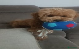 Barboncino cani in vendita: Barboncino  a Provincia di Avellino - Immagine 5