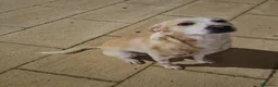 Meticcio cani in regalo: Rey dolcissimo cagnolone che ama i bimbi - Annuncio 2