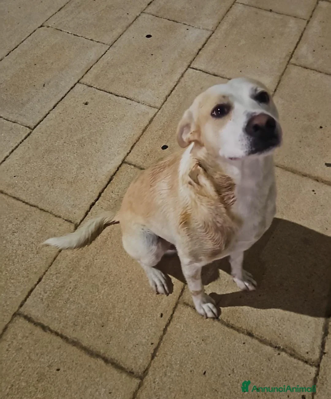 Meticcio cani in regalo: Rey dolcissimo cagnolone che ama i bimbi - Annuncio 2