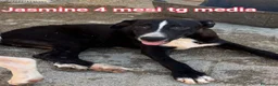 Meticcio cani in regalo: Cuccioli in cerca di famiglie  a Provincia di Prato - Annuncio 6