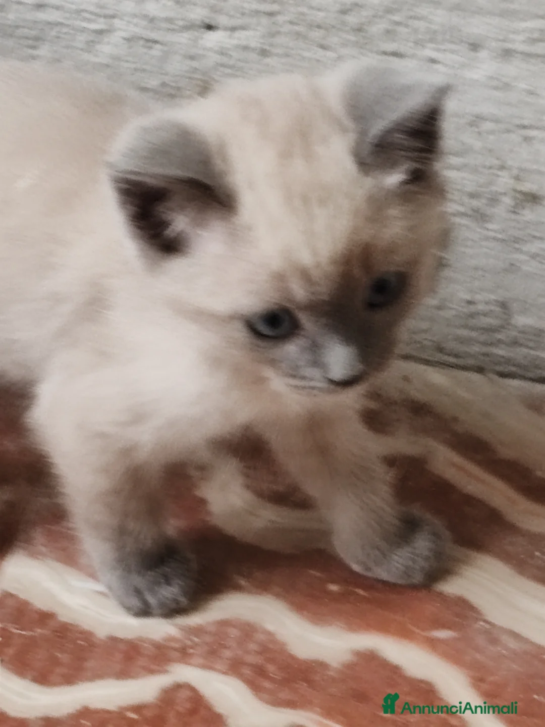 Siamese gatti in vendita: Micetto siamese - Annuncio 7