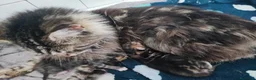 Altre razze gatti in vendita: Dolcissimi gattini cercano una famiglia amorevole - Annuncio 3