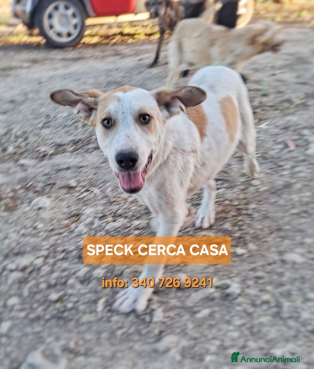 Meticcio cani SPECK 💙 prima ti osserva. Poi si scatena. - Annuncio 4