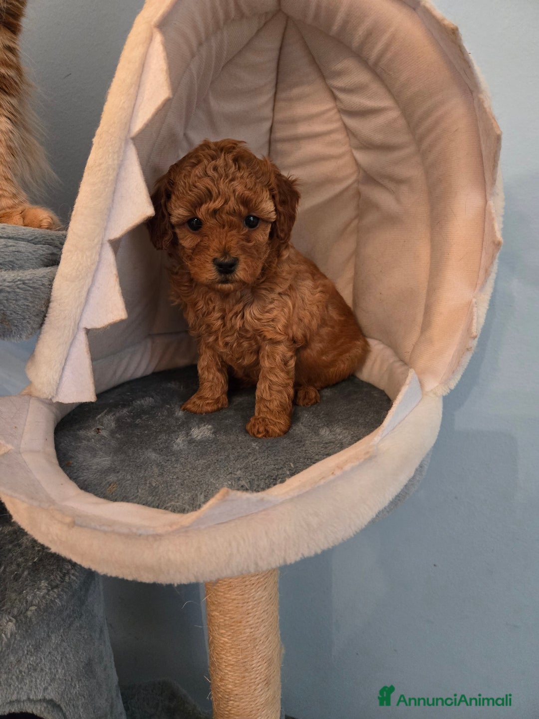 Barboncino cani in vendita: BARBONCINO NANO - Annuncio 4