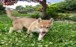 Husky cani in vendita: Cucciola di siberian Husky a Città Metropolitana di Venezia - Immagine 2