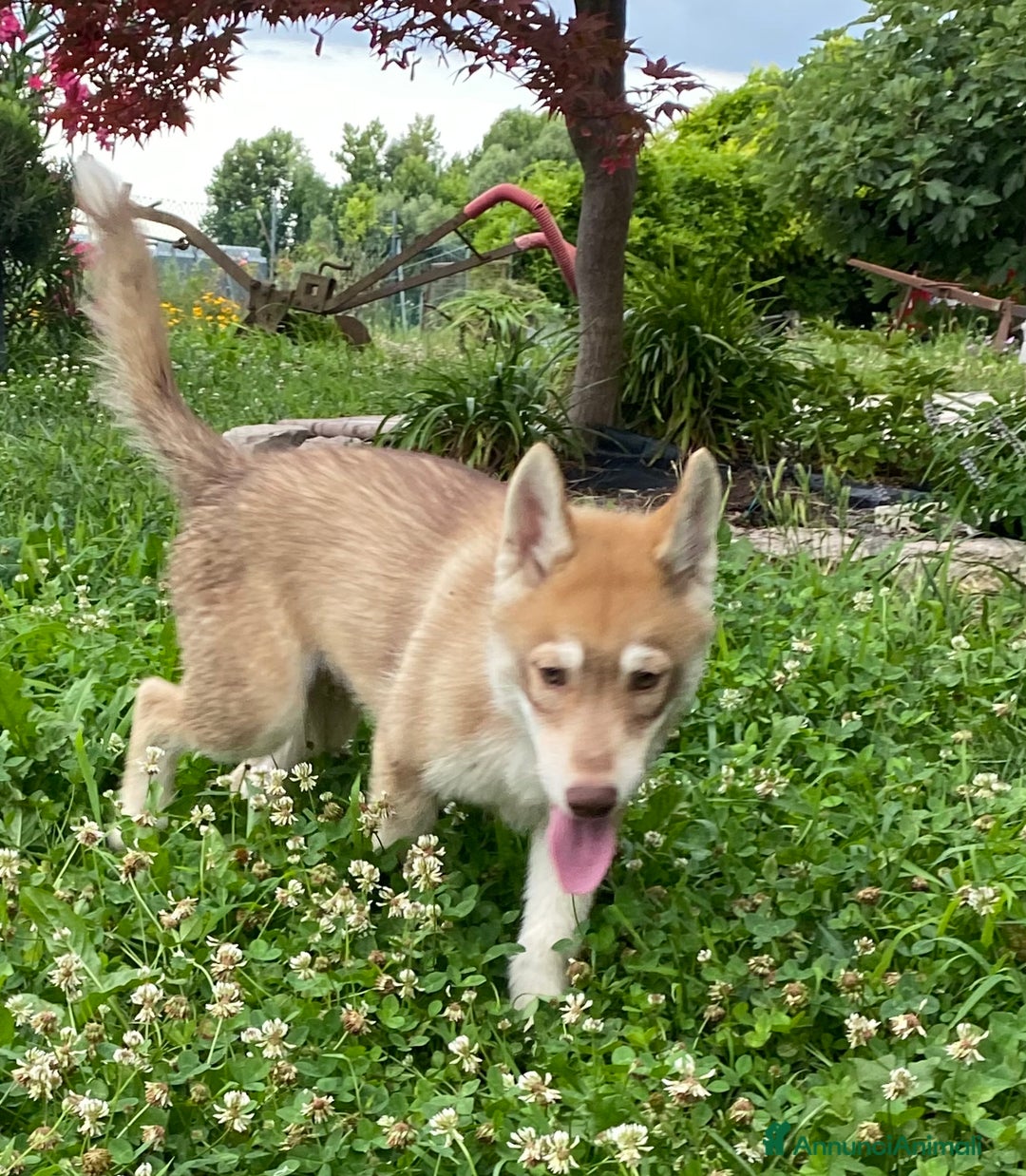 Husky cani in vendita: Cucciola di siberian Husky a Città Metropolitana di Venezia - Immagine 2