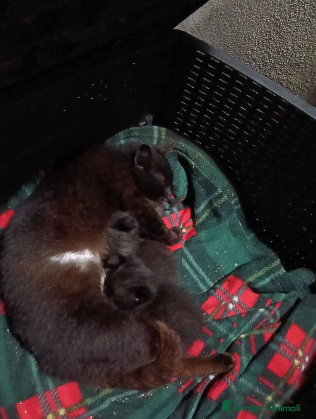 Meticcio gatti in regalo: In cerca di casa urgente  - Annuncio 3