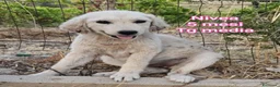 Meticcio cani in regalo: CUCCIOLI ABBANDONATI: URGENTE  a Città Metropolitana di Torino - Annuncio 8