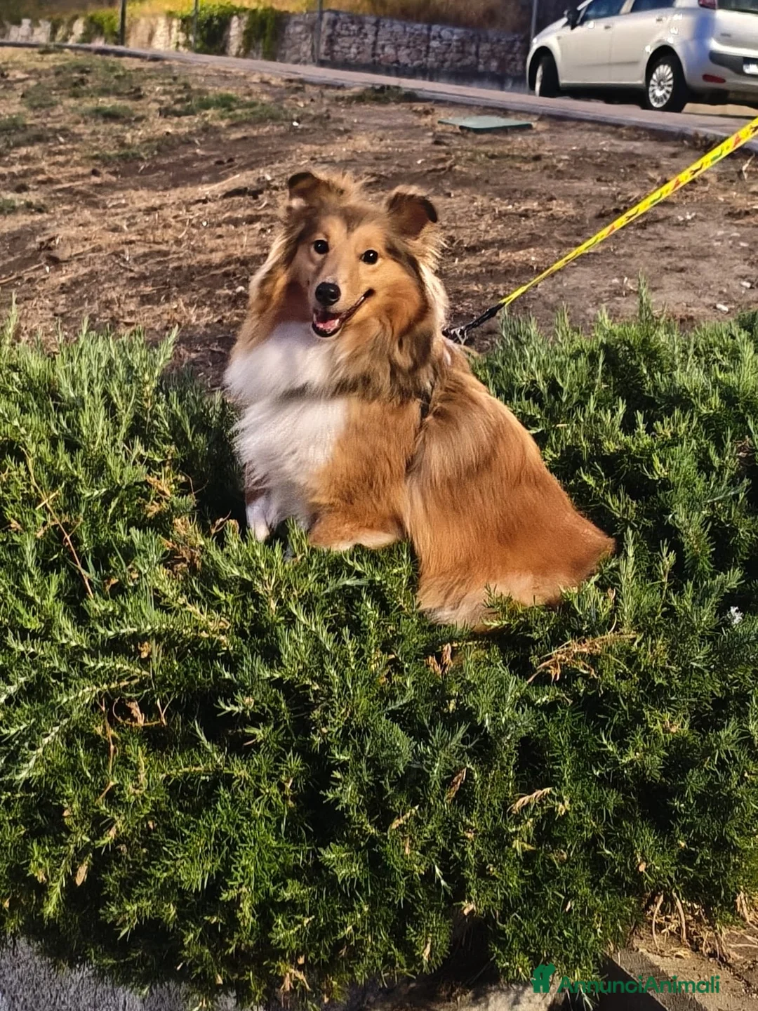 Shetland Sheepdog cani in vendita: femmina adulta shetland di 2 anni  - Annuncio 2