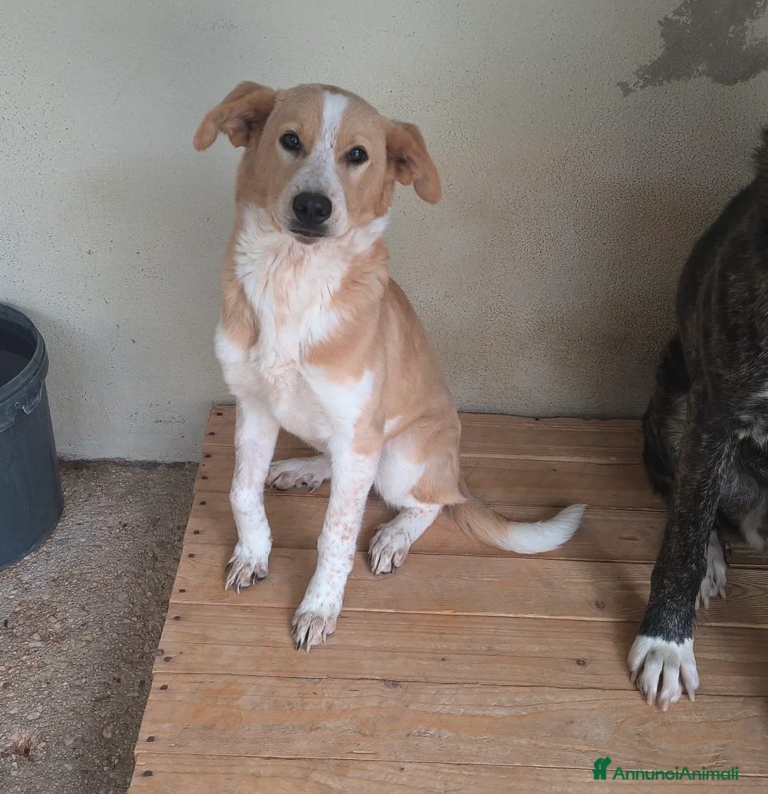 Meticcio cani in regalo: Babette una cagnolina dal cuore d’oro  a Città metropolitana di Milano - Annuncio 2