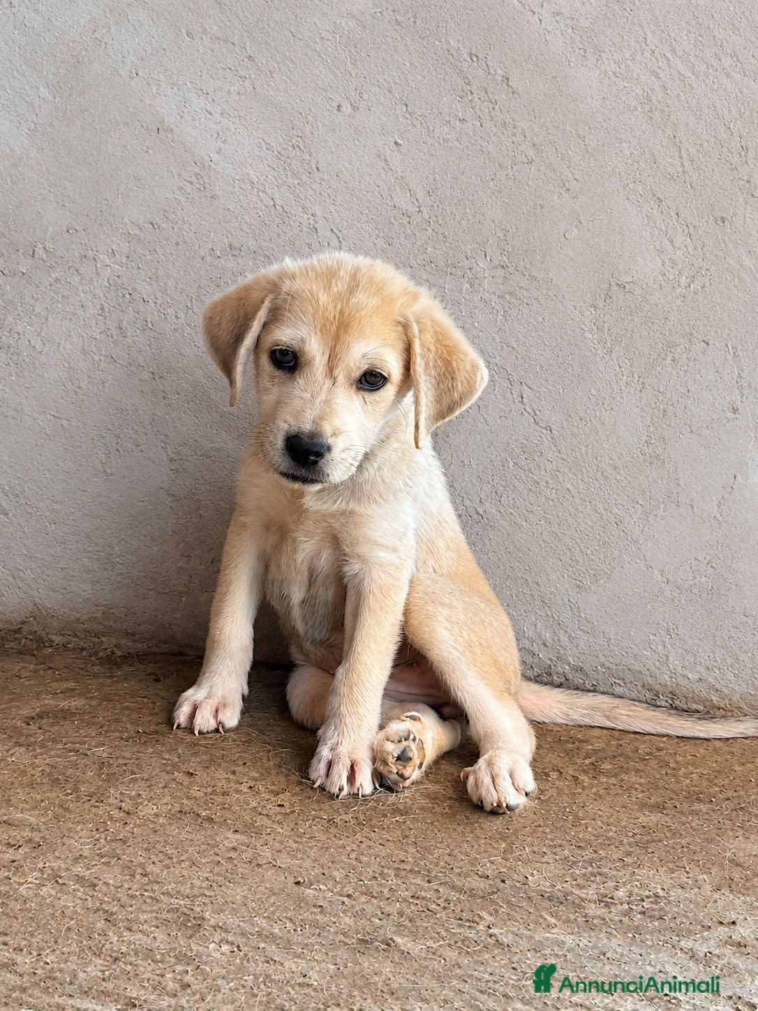 Meticcio cani Camilla - Annuncio 6