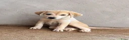 Meticcio cani in regalo: Camilla - Annuncio 1