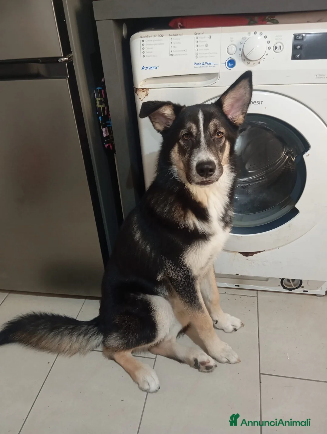 Meticcio cani in regalo: 7 mesi, taglia media, buono e socievole  - Annuncio 2