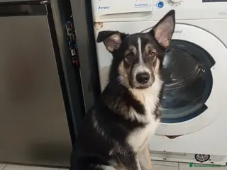 Meticcio cani 7 mesi, taglia media, buono e socievole - Annuncio 17