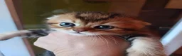 Scottish gatti in vendita: Scottish disponibili  a Provincia di Reggio Emilia - Annuncio 12
