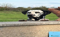 Dalmata cani per accoppiamento: Dalmata maschio per accoppiamento a Provincia di Viterbo - Immagine 8