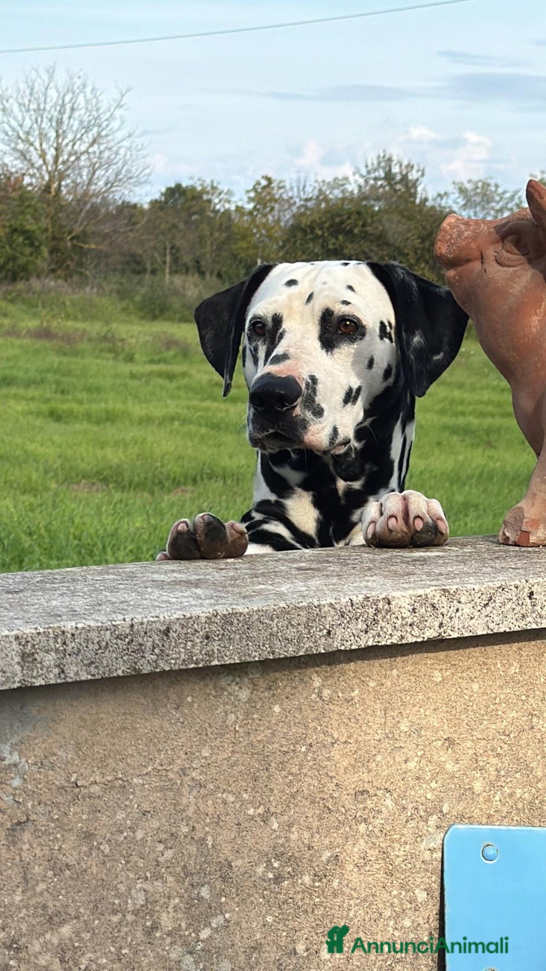 Dalmata cani per accoppiamento: Dalmata maschio per accoppiamento a Provincia di Viterbo - Immagine 8