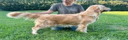 Golden Retriever cani in vendita: Golden Retriever  - Annuncio 2