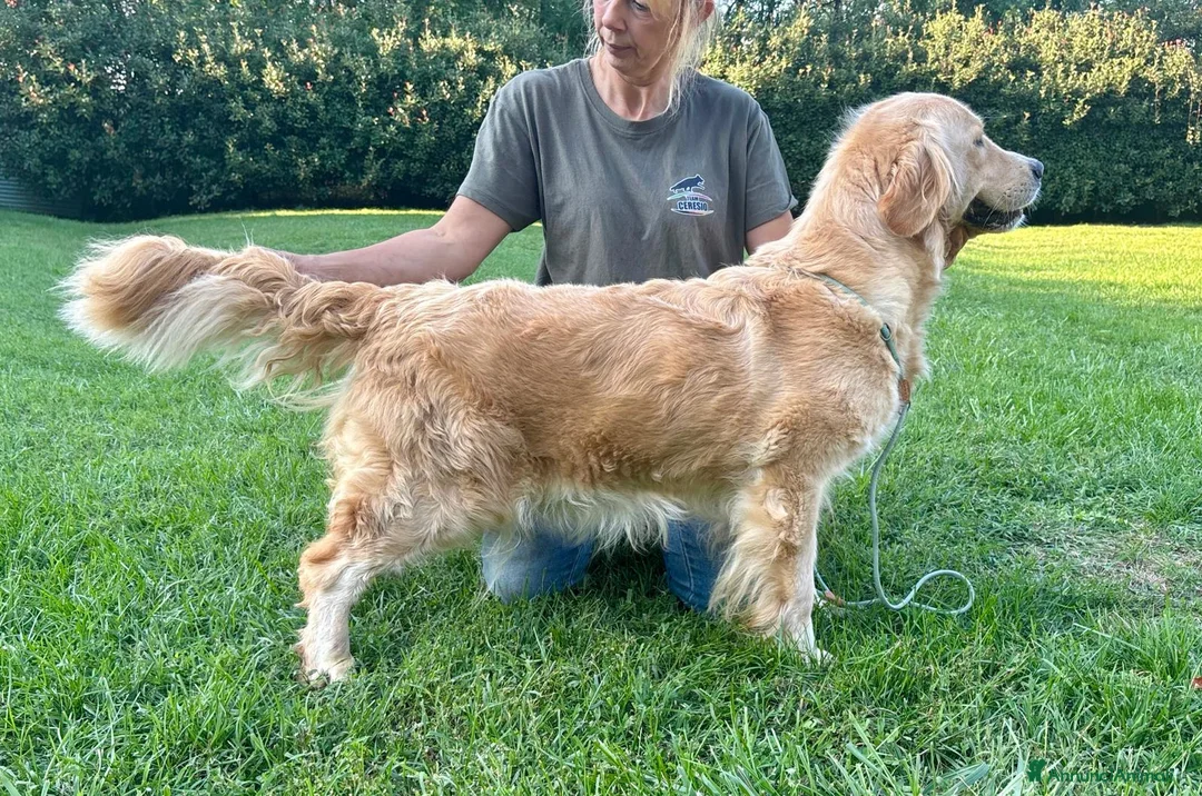 Golden Retriever cani in vendita: Golden Retriever  - Annuncio 2