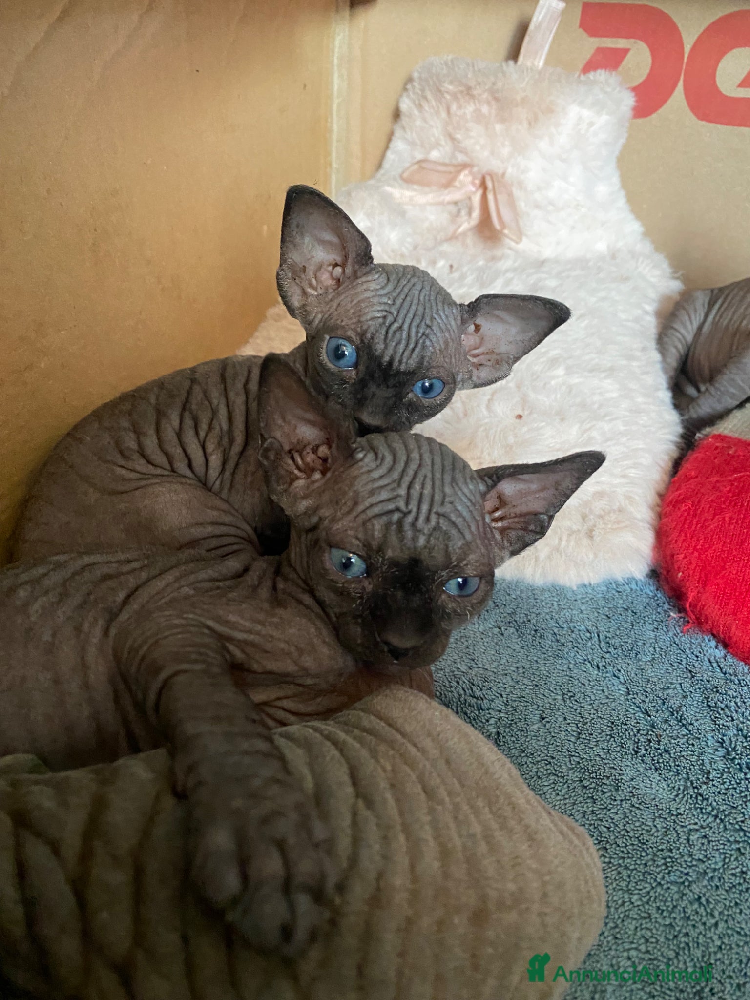 Sphynx gatti Gatti sphynx - Annuncio 1