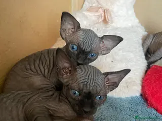Sphynx gatti Gatti sphynx - Annuncio 1