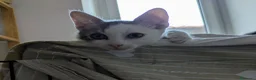Meticcio gatti in regalo: Piko e Bok, fratellini in cerca di casa - Annuncio 7