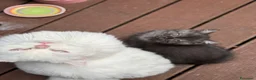 British gatti in vendita: gattini British & Scottish fold - Annuncio 23
