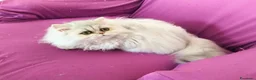 Persiano gatti in vendita: Disponibili CUCCIOLI DI PERSIANO - Annuncio 2