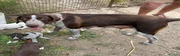 Meticcio cani in regalo: Femmina Meticcio  a Provincia di Viterbo - Annuncio 2