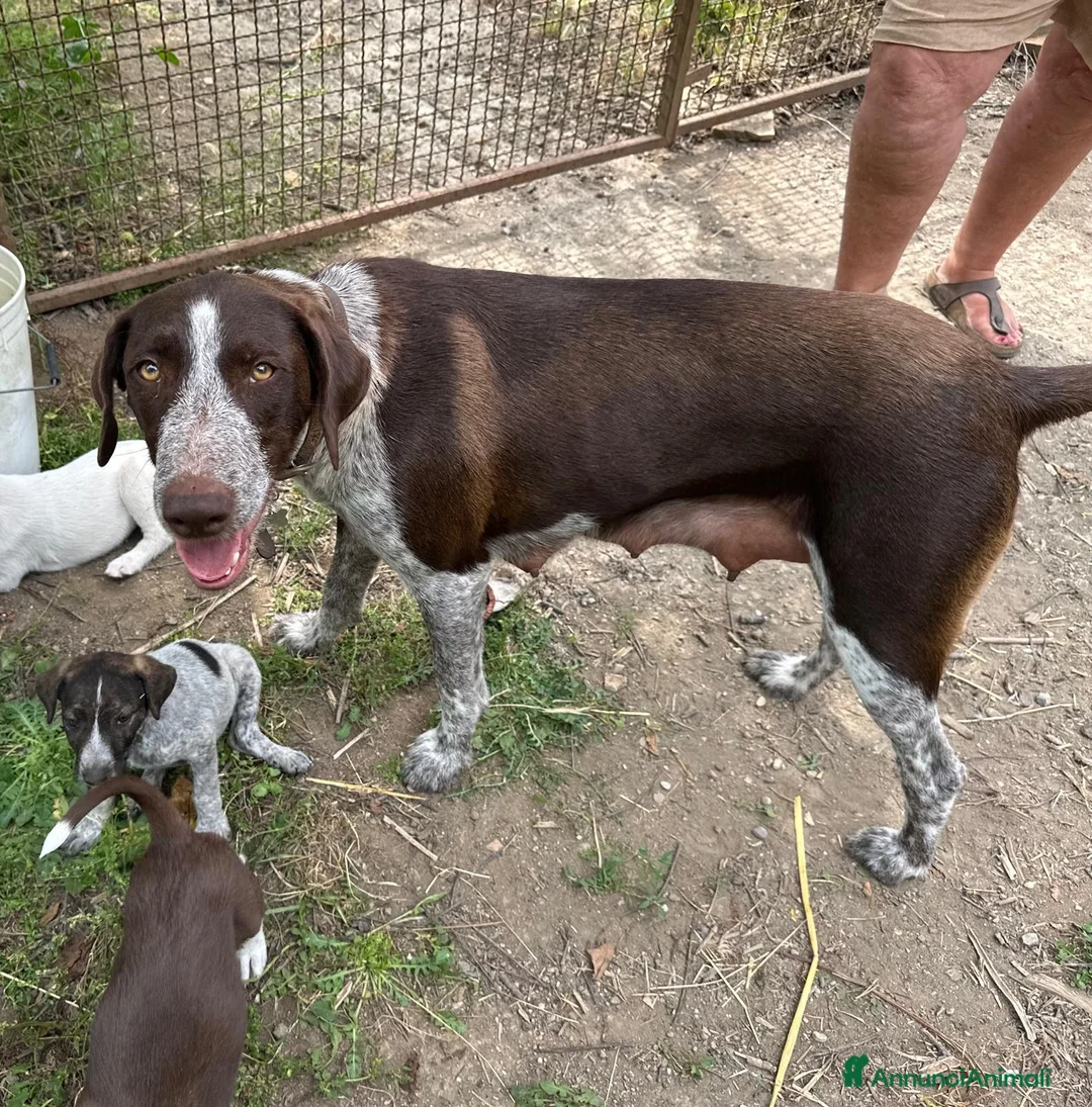 Meticcio cani in regalo: Femmina Meticcio  a Provincia di Viterbo - Annuncio 2