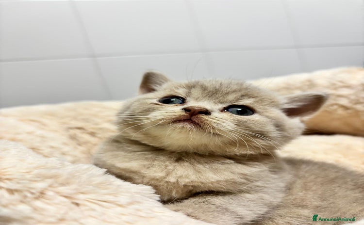 British gatti a Provincia di Lodi - Annuncio 6