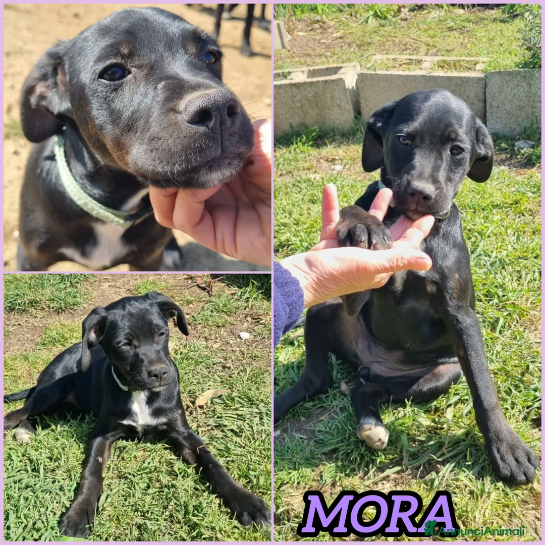 Meticcio cani in regalo: UNA MAMMA PER MORA a Provincia di Varese - Annuncio 2