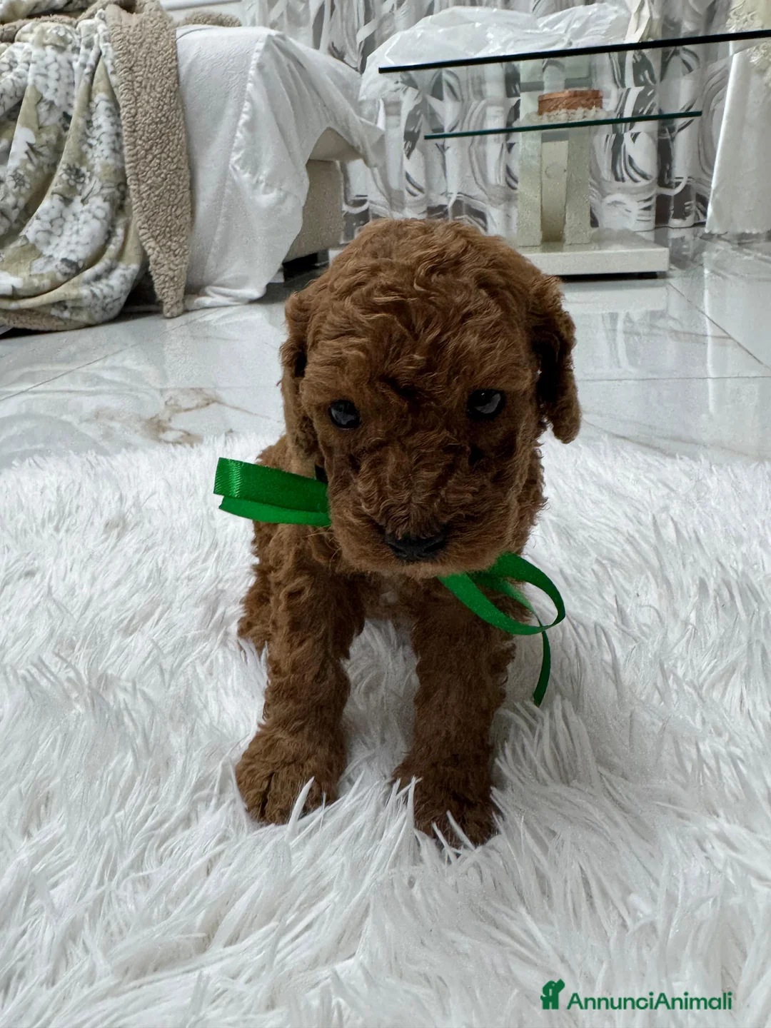 Meticcio cani in vendita: Barboncini red - Annuncio 9