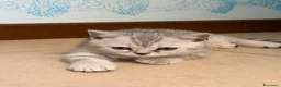 Scottish gatti in vendita: Gattino Scottish straight  a Provincia di Brescia - Annuncio 3