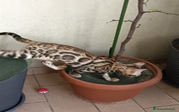 Bengala gatti in vendita: Brown Spotted  a Città metropolitana di Milano - Immagine 1