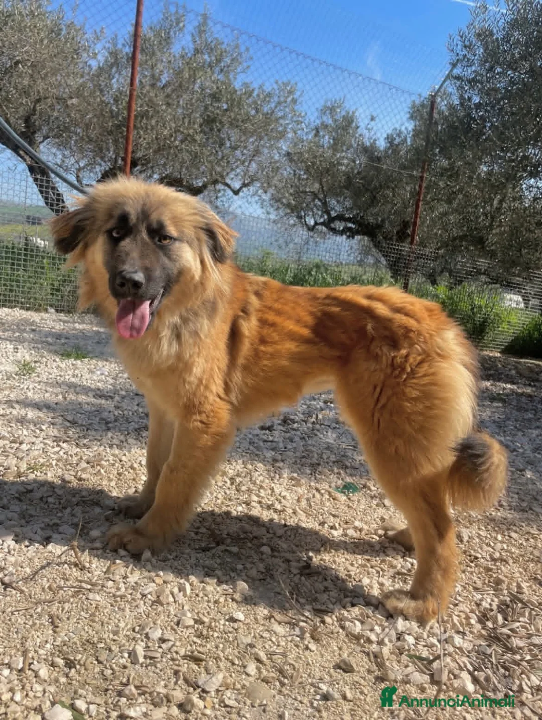 Meticcio cani in regalo: Adotta Alma - Annuncio 1