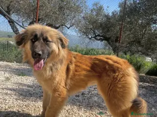 Meticcio cani Adotta Alma - Annuncio 4