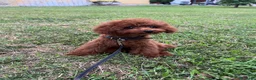 Barboncino Toy cani in vendita: Barboncini toy  - Annuncio 4