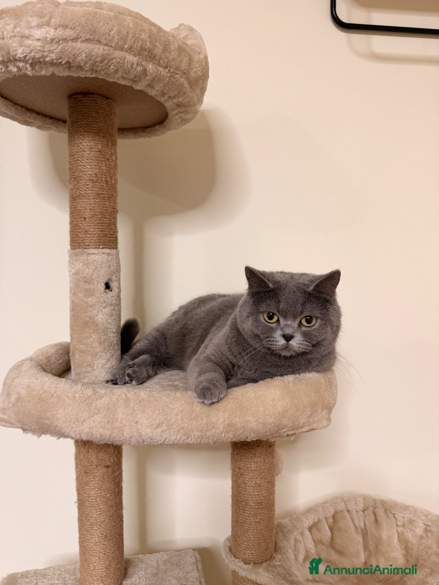 British gatti Cercasi gatto maschio - Annuncio 3