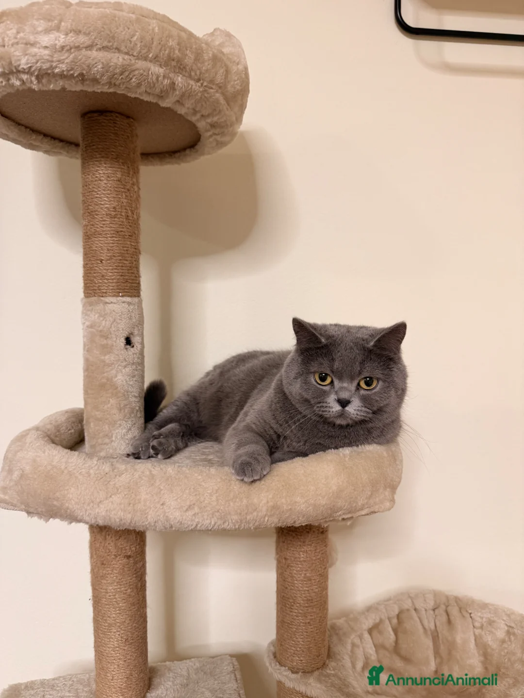 British gatti per accoppiamento: Cercasi gatto maschio a Città Metropolitana di Firenze - Annuncio 1