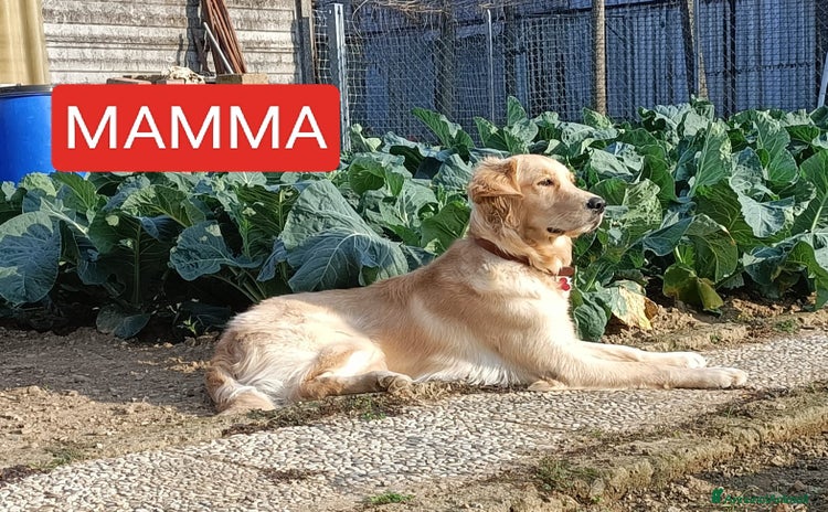 Golden Retriever cani a Provincia di Padova - Annuncio 6