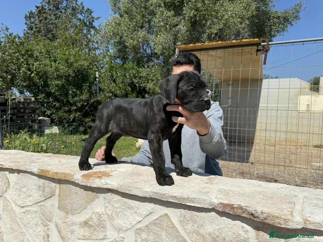 Cane Corso cani in vendita: Cuccioli di Cane Corso - Annuncio 7