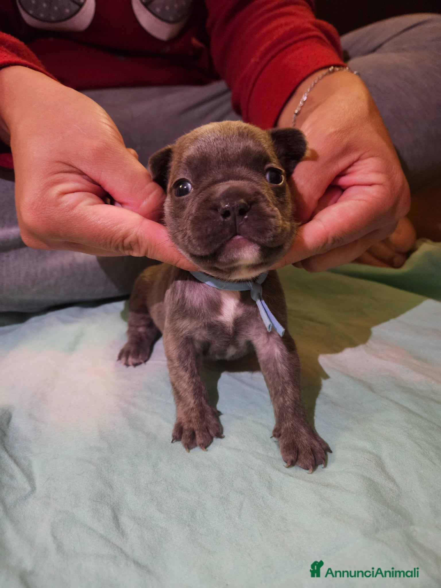 Bulldog Francese cani in vendita: Cuccioli bulldog francese fluffy - Annuncio 21