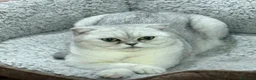 British gatti in vendita: Scottish fold straight  - Annuncio 3