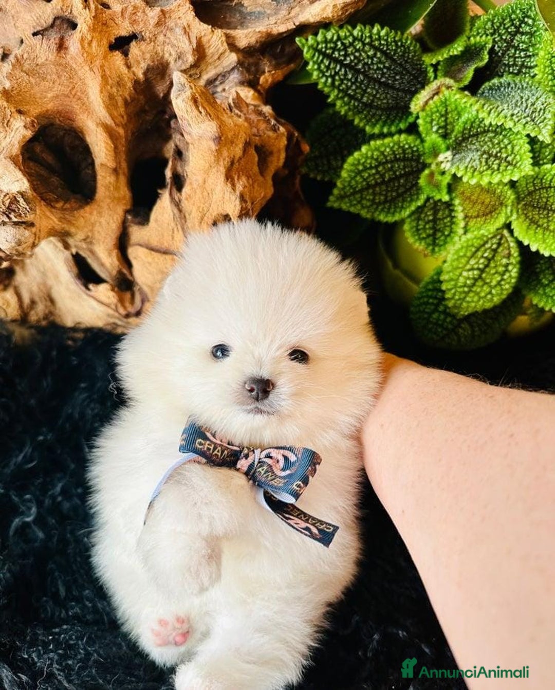 Volpino Pomerania cani in vendita: Cuccioli di Pomerania - Annuncio 23