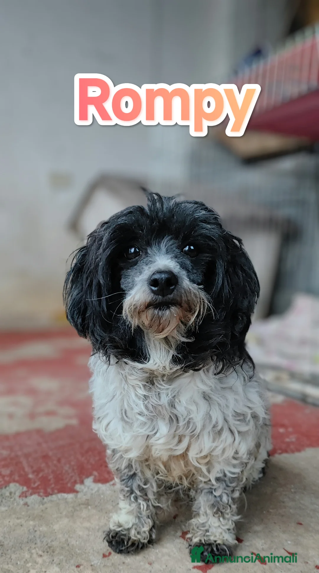 Bichon cani in regalo: Taglia piccola cerca famiglia a Città metropolitana di Roma Capitale - Annuncio 3