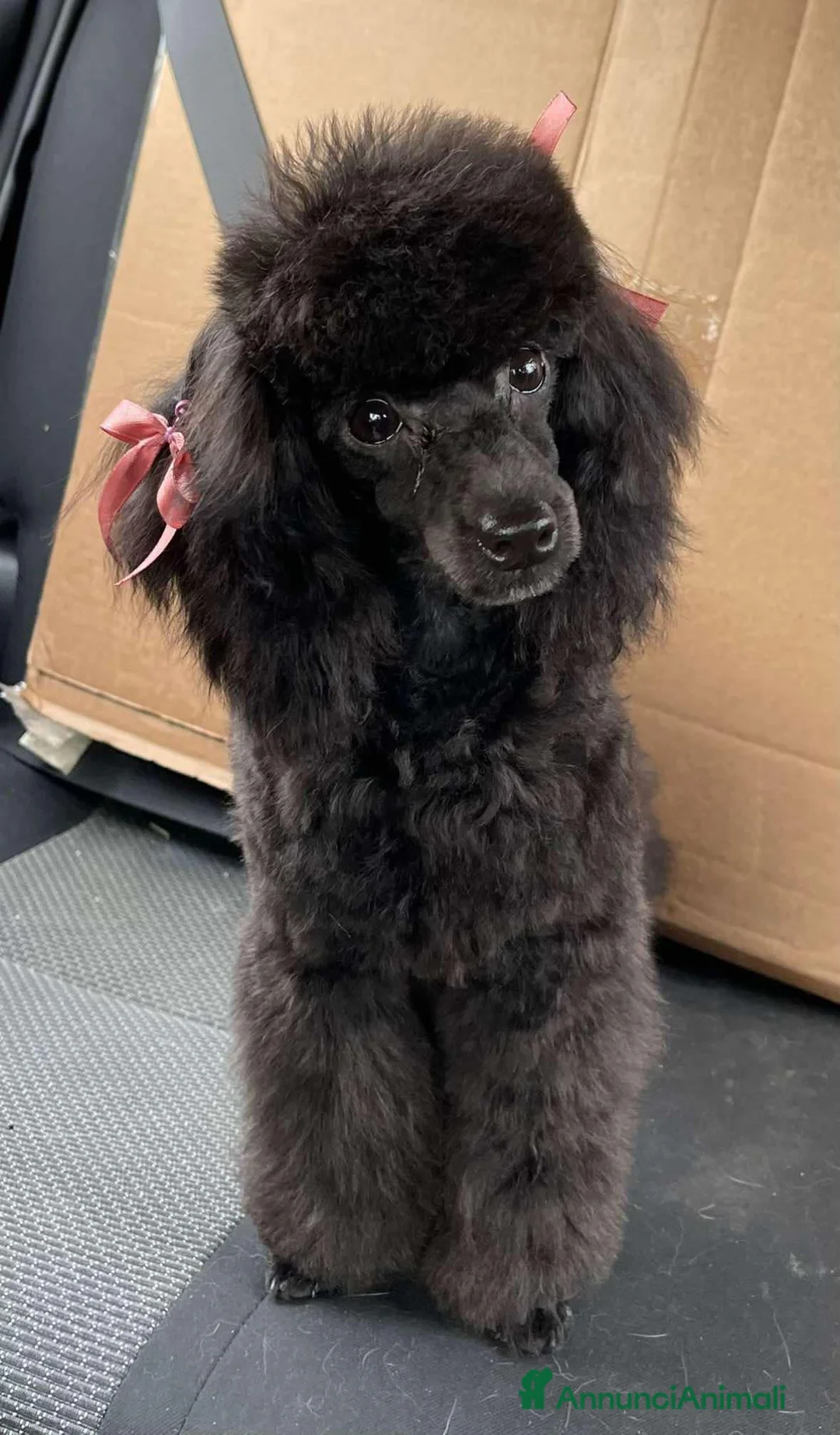 Immagine della galleria {{count}}