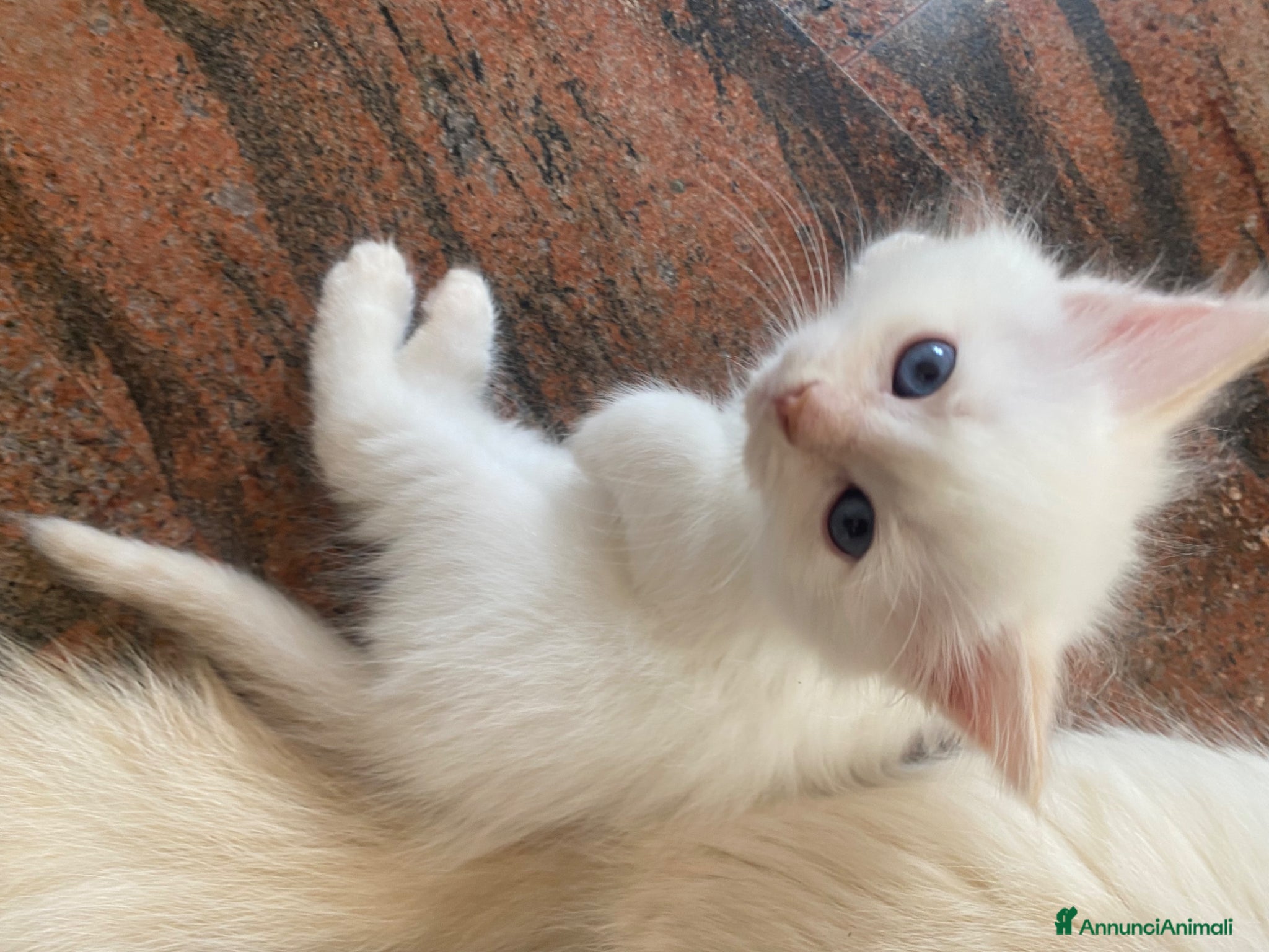 Siberiano gatti Disponili cuccioli siberiani! Occhi azzurri! - Annuncio 4