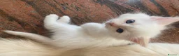 Siberiano gatti in vendita: Disponili cuccioli siberiani! Occhi azzurri! - Annuncio 2