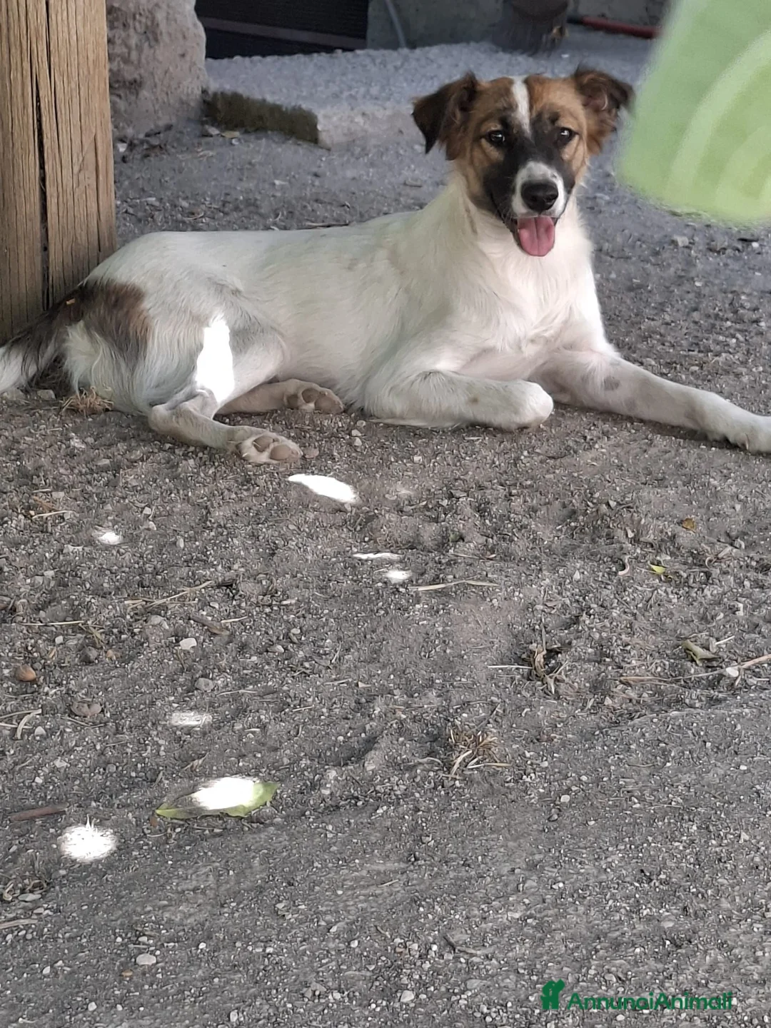 Meticcio cani in regalo: Gerry, simil pastorino! ( 15-20kg) - Annuncio 2